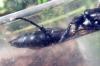 Ichneumon lugens